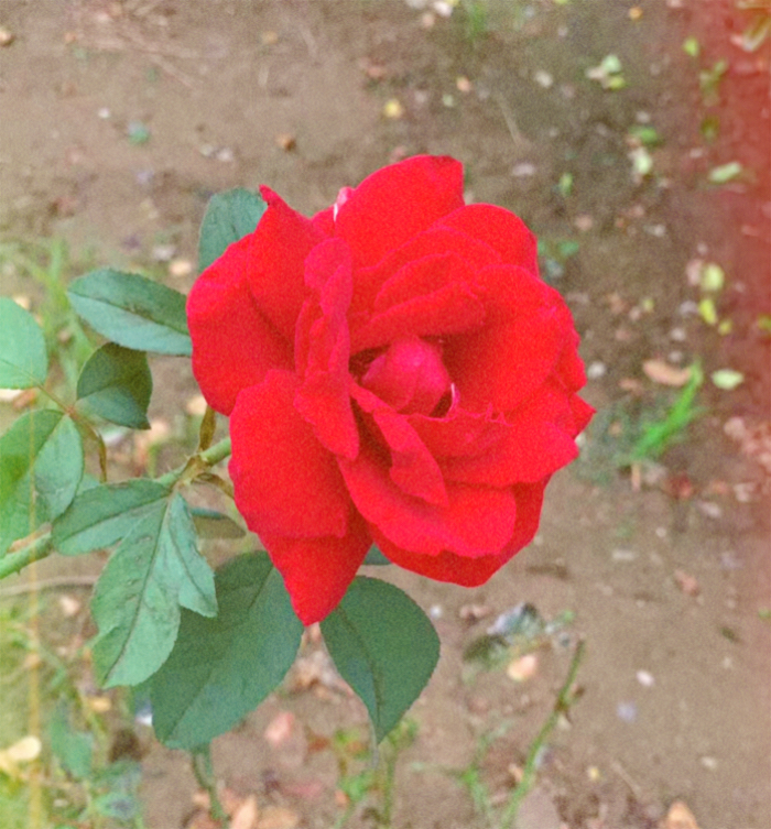 IMG_4400.jpeg
