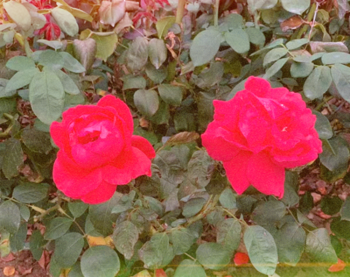 IMG_4399.jpeg