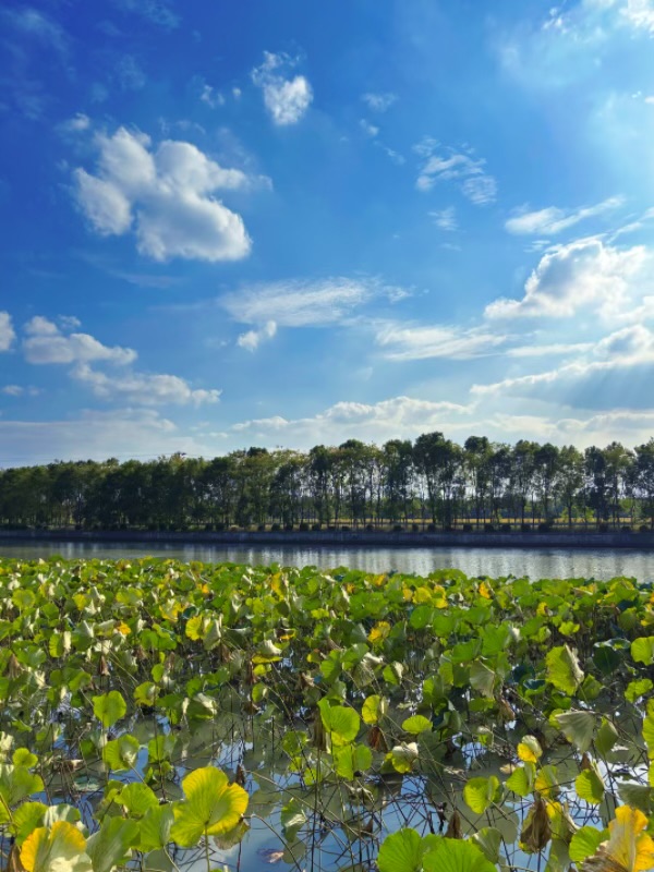 IMG_4509.jpeg IMG_4509.jpeg