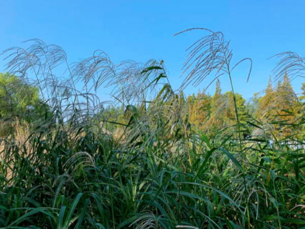 IMG_4581.jpeg IMG_4581.jpeg