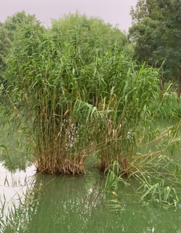 IMG_4582.jpeg IMG_4582.jpeg