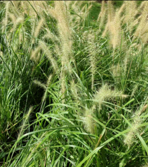 IMG_4583.jpeg IMG_4583.jpeg