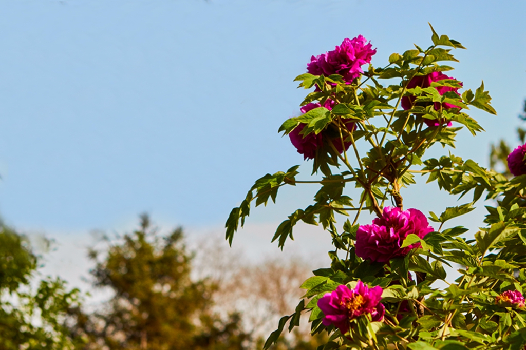 ĵ��2016ֲ��԰ 192.jpg