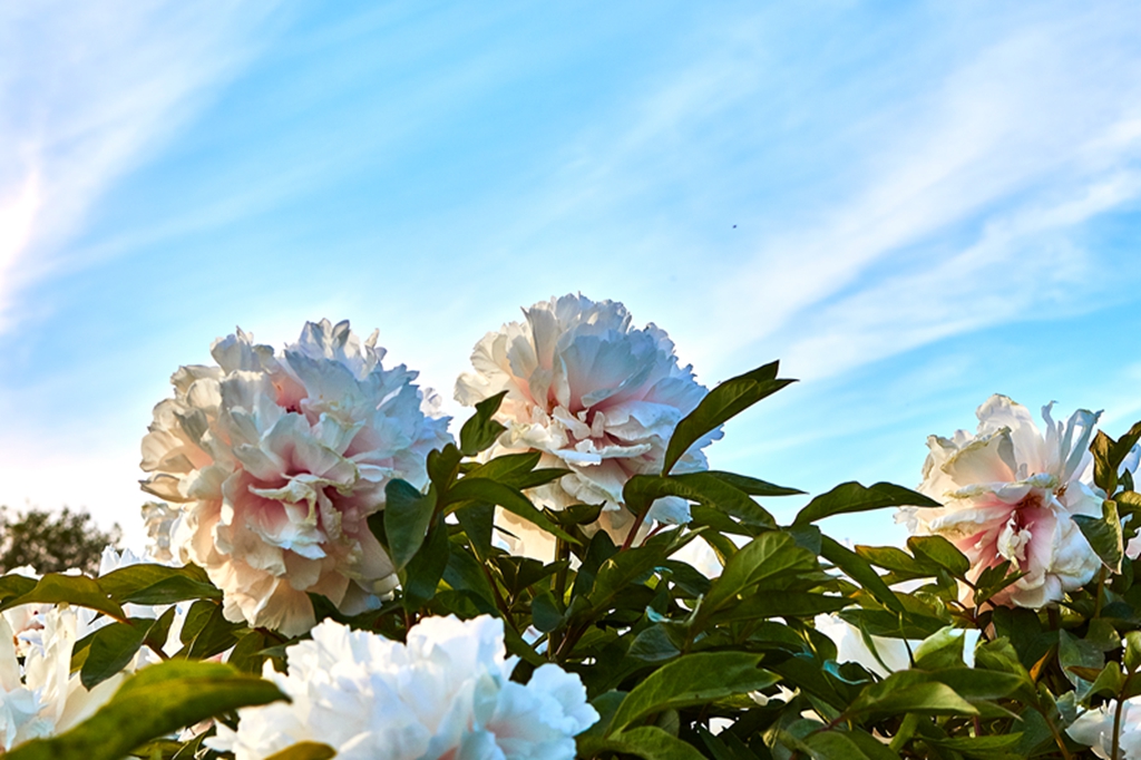 ĵ��Բ��԰ 13.jpg