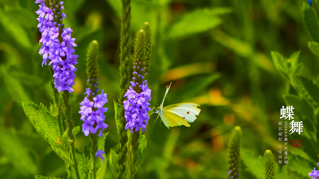 2024.6.6��ͨ��԰ 49.jpg