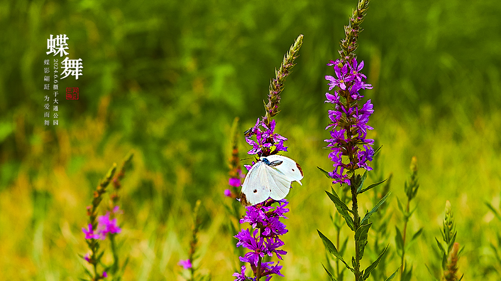 2024.6.6��ͨ��԰ 58.jpg