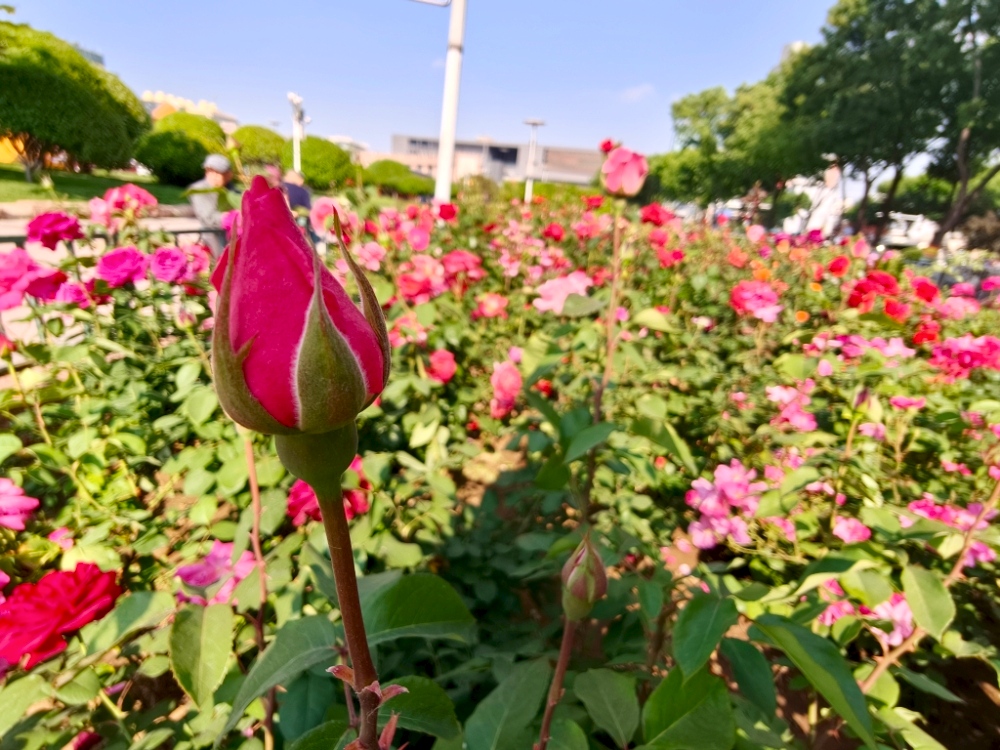 IMG_20260501_091443.jpg