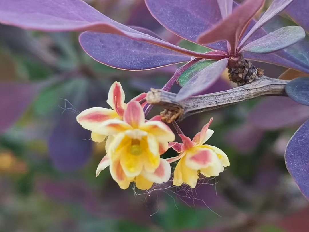 image_1777468509101.jpg