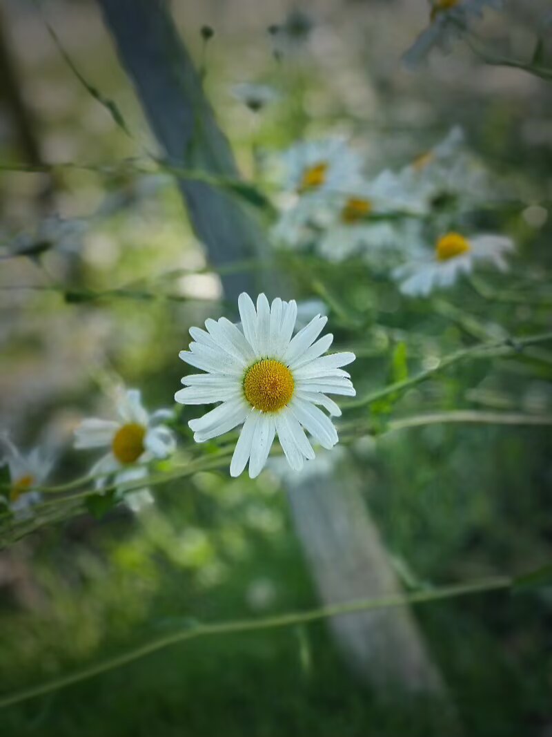 IMG_1466.jpeg
