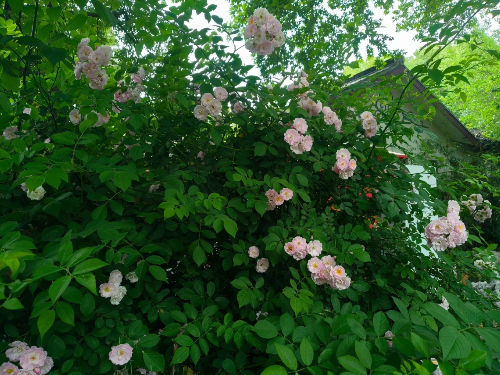 MEITU_20260503_164721334.jpg