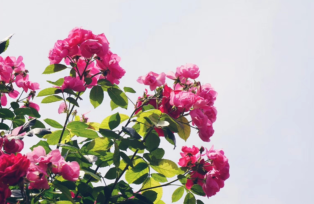 bcbe411a89cf2c086d3c20ce33998cc355bb5924f6673f19060a0dd1e8901a56.0.JPEG