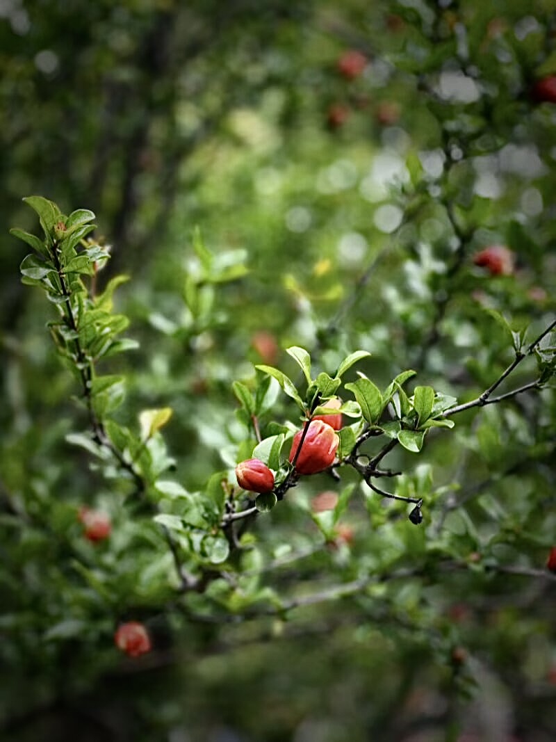 IMG_1509.jpeg