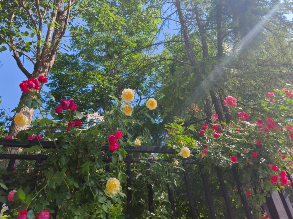 MEITU_20260505_125611467.jpg