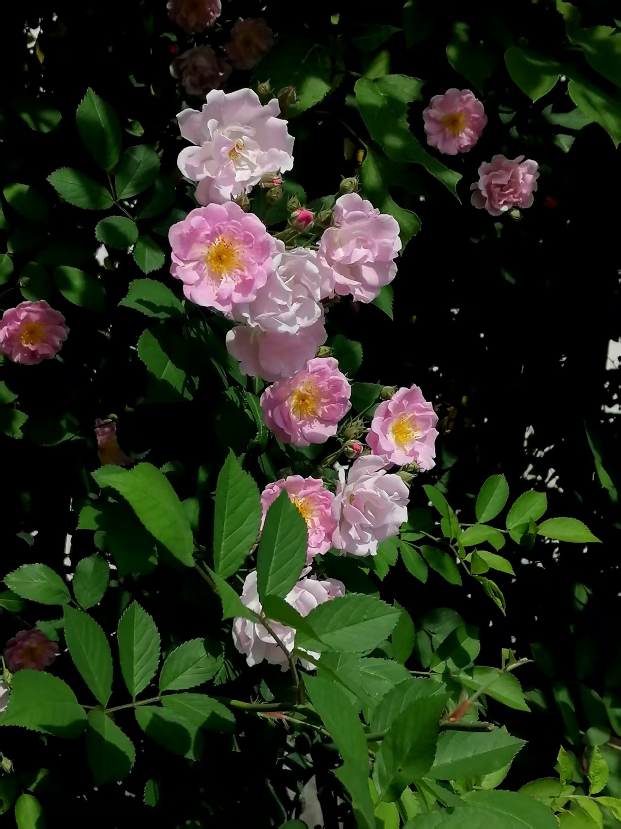 ΢��ͼƬ_20260429075030.jpg