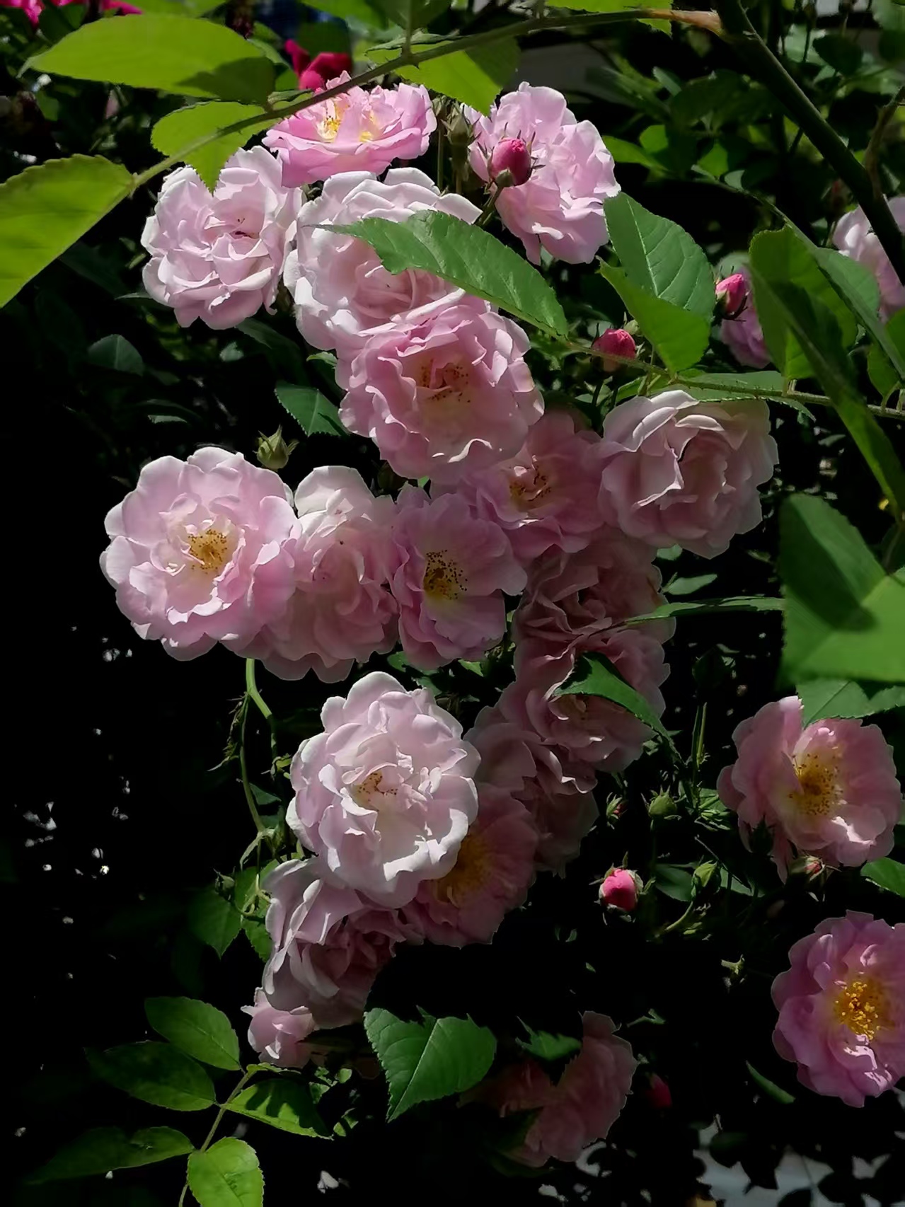 ΢��ͼƬ_20260429075045.jpg