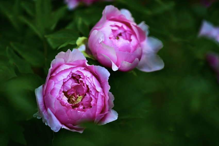 IMG_1147.jpeg
