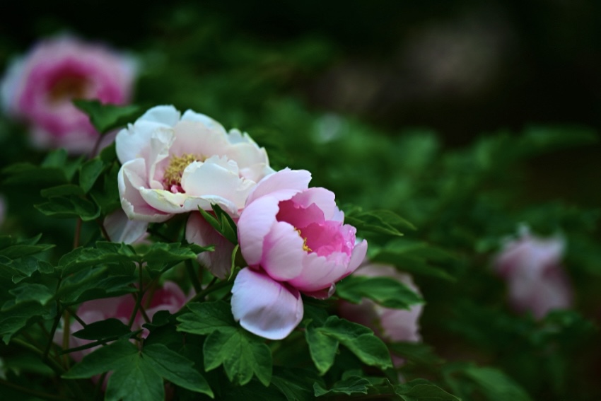 IMG_1153.jpeg