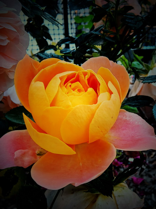 ΢��ͼƬ_20260511212605_544_172.jpg