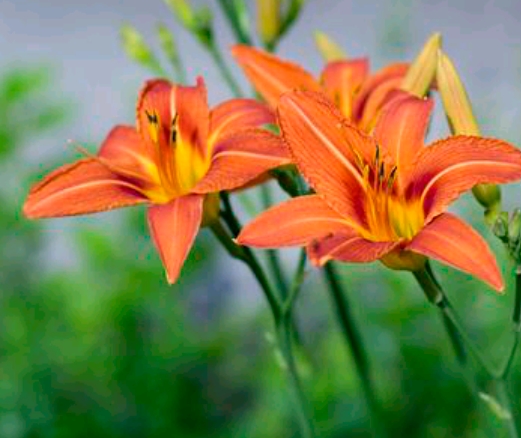 Screenshot_2026-05-12-06-25-06-78_98a3ad1b03a1f4f37bc1b1582cf92d0d.jpg