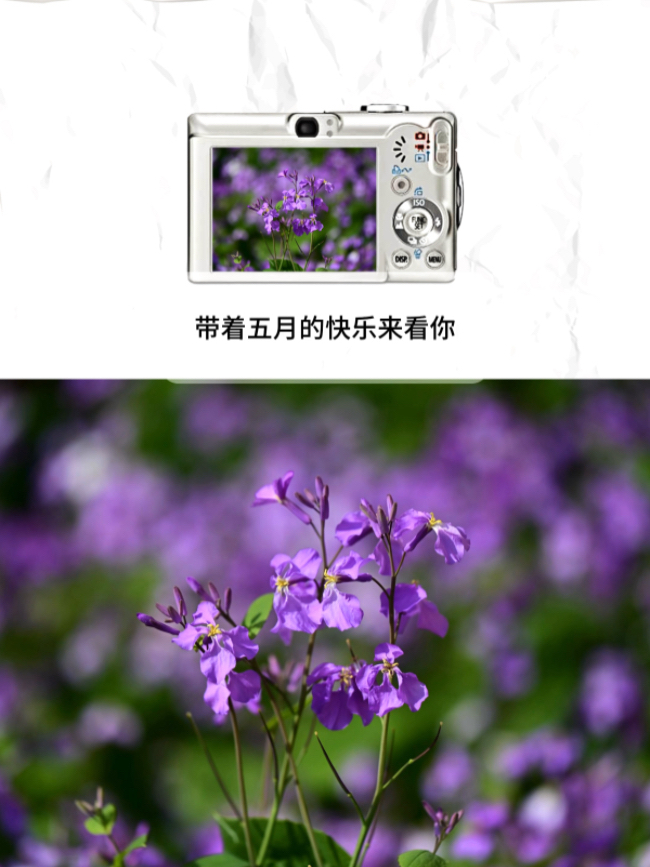 IMG_1221.jpeg
