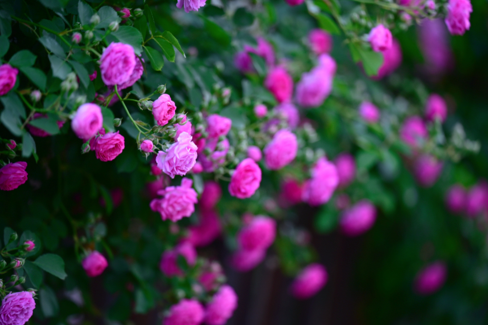 IMG_1331.jpeg