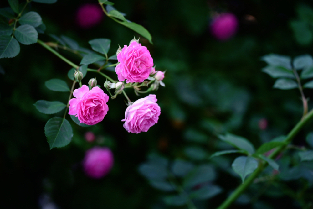 IMG_1332.jpeg