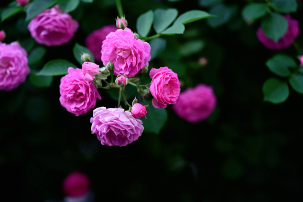 IMG_1333.jpeg