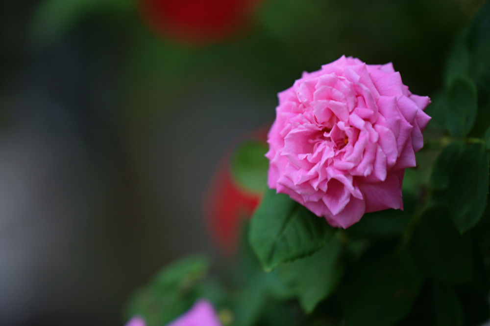IMG_1335.jpeg