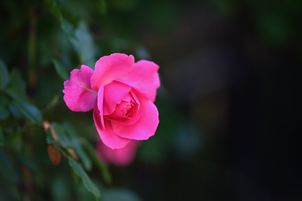 IMG_1336.jpeg