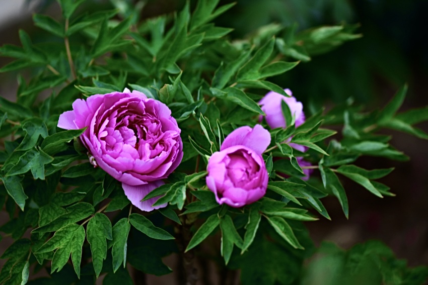 IMG_1156.jpeg