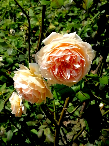 ΢��ͼƬ_20260515190404.jpg