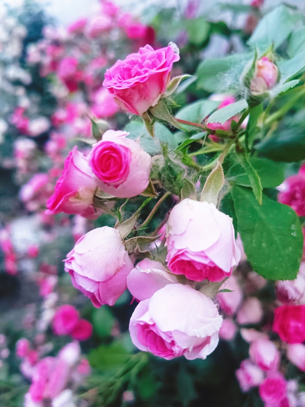 MEITU_20260515_174859999.jpg