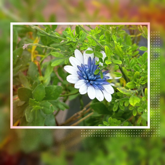 IMG_7208.jpeg