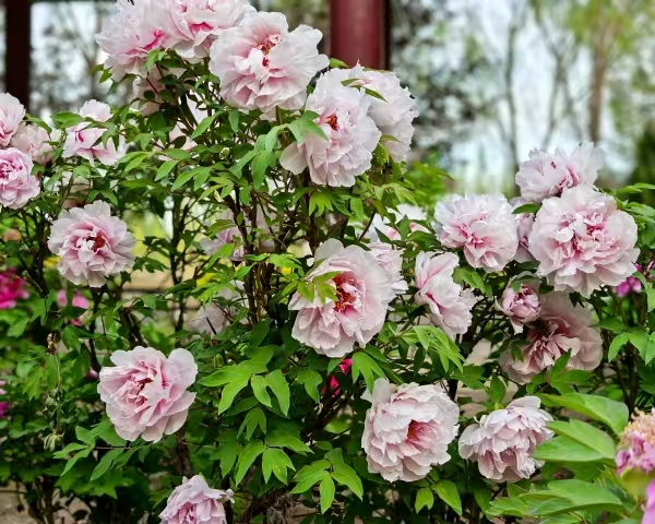 image_1778983008083.jpg