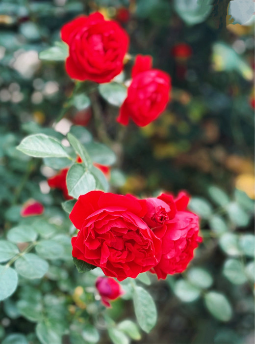 IMG_6001.jpeg