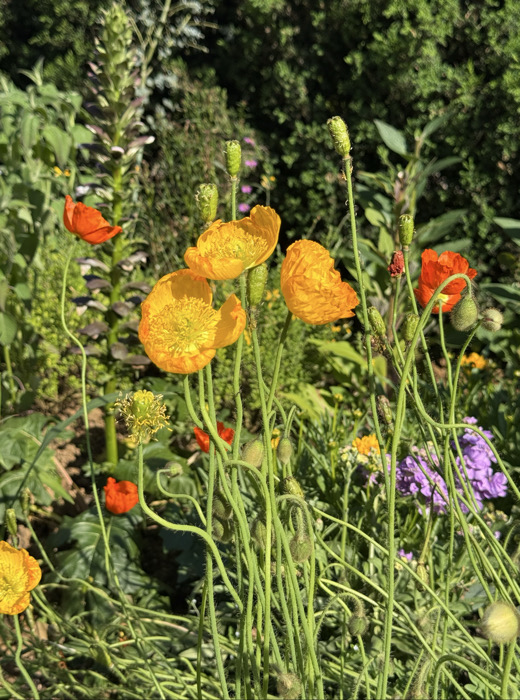 IMG_6041.jpeg