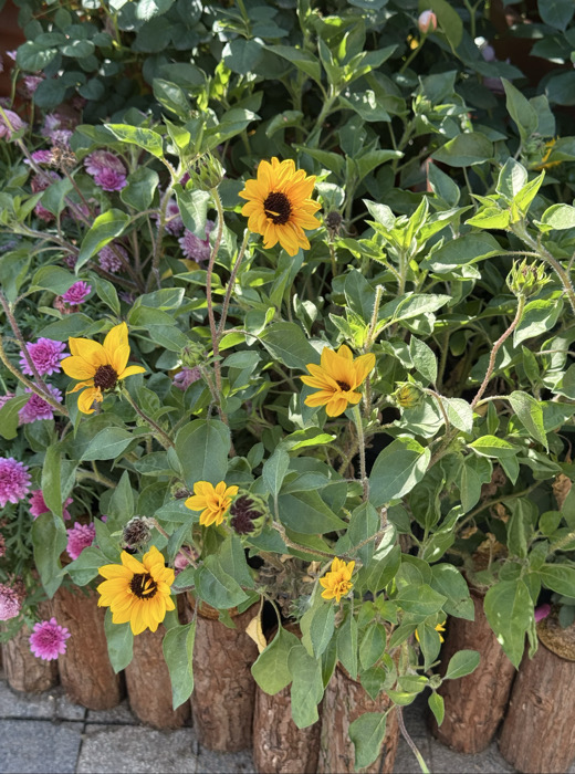 IMG_6042.jpeg