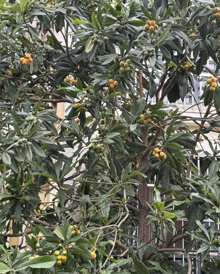 IMG_6049.jpeg
