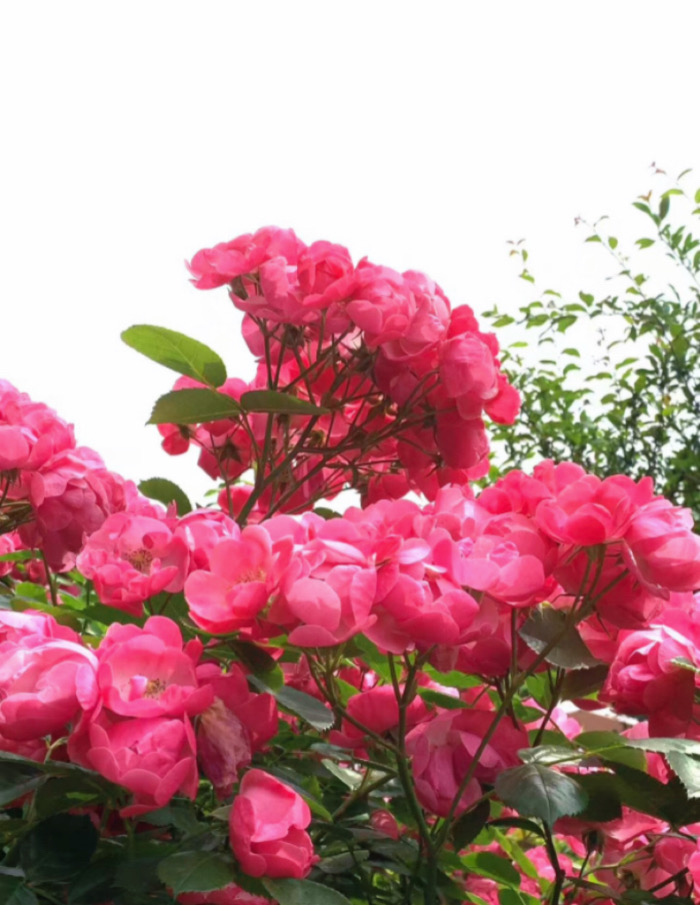 IMG_7279.jpeg