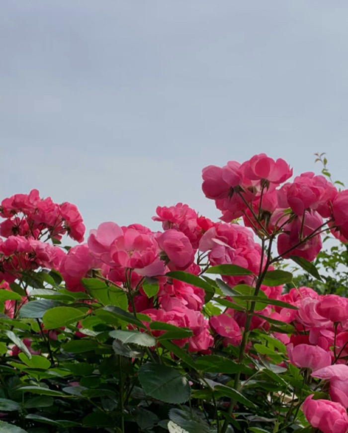 IMG_7280.jpeg