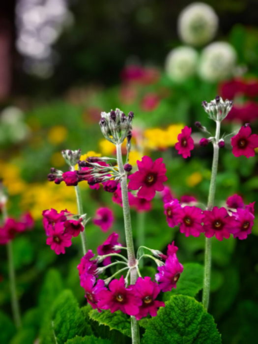IMG_1445.jpeg