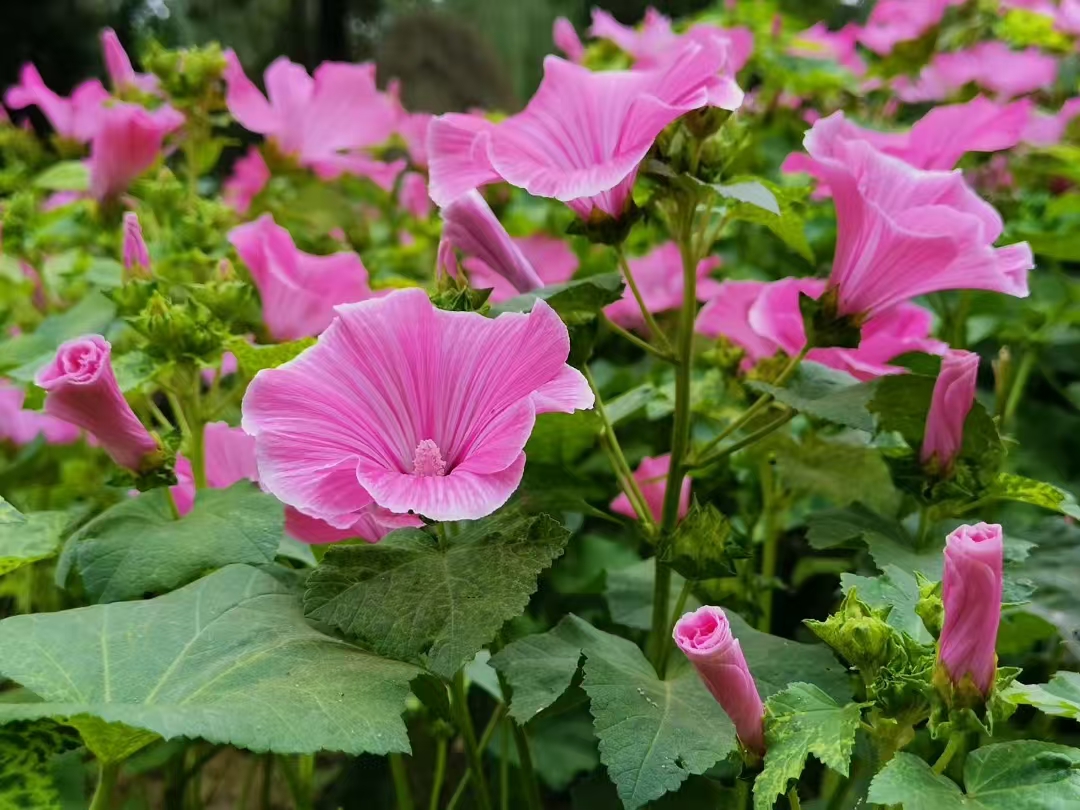 image_1779244117276.jpg
