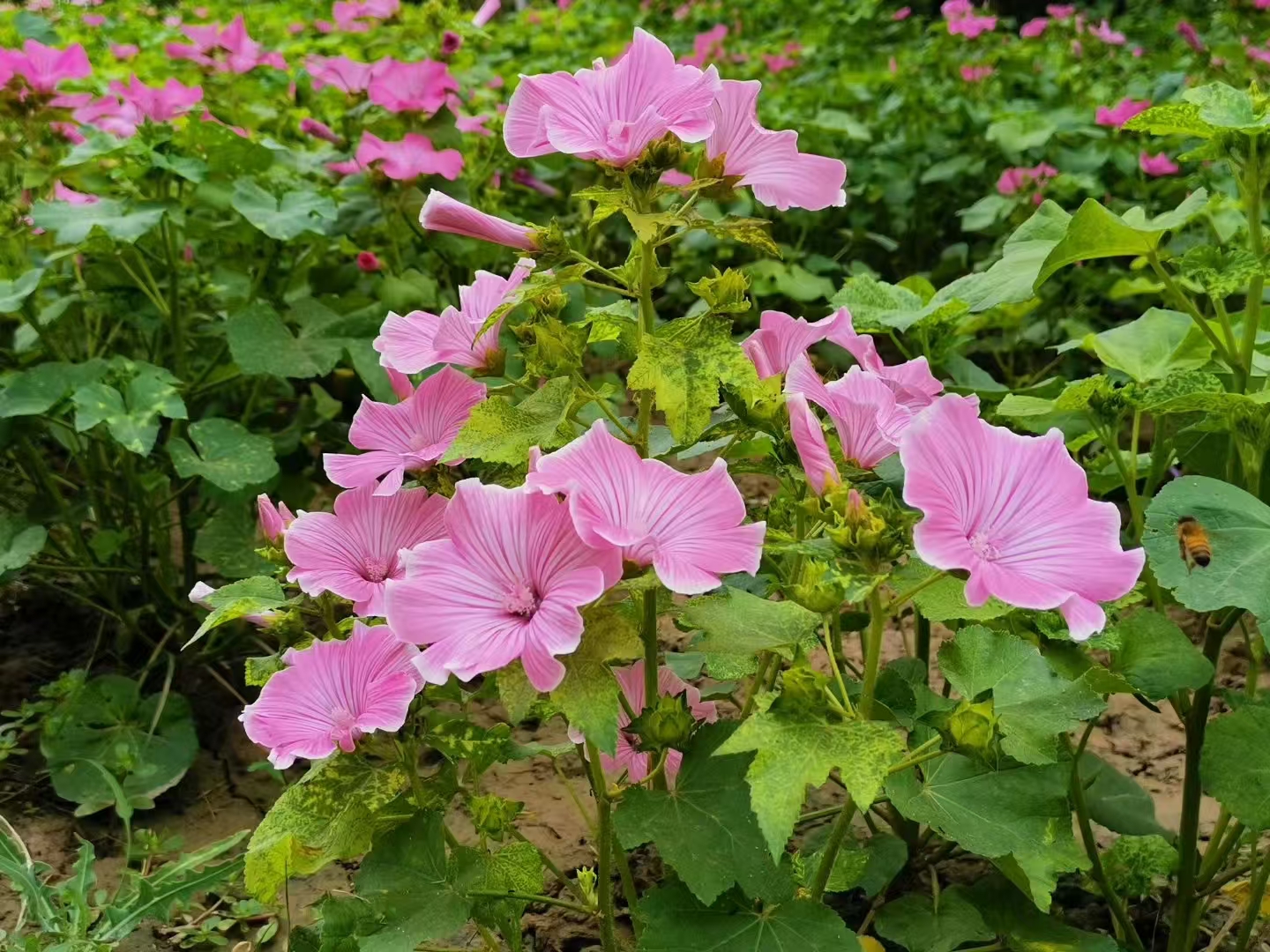 image_1779244122959.jpg