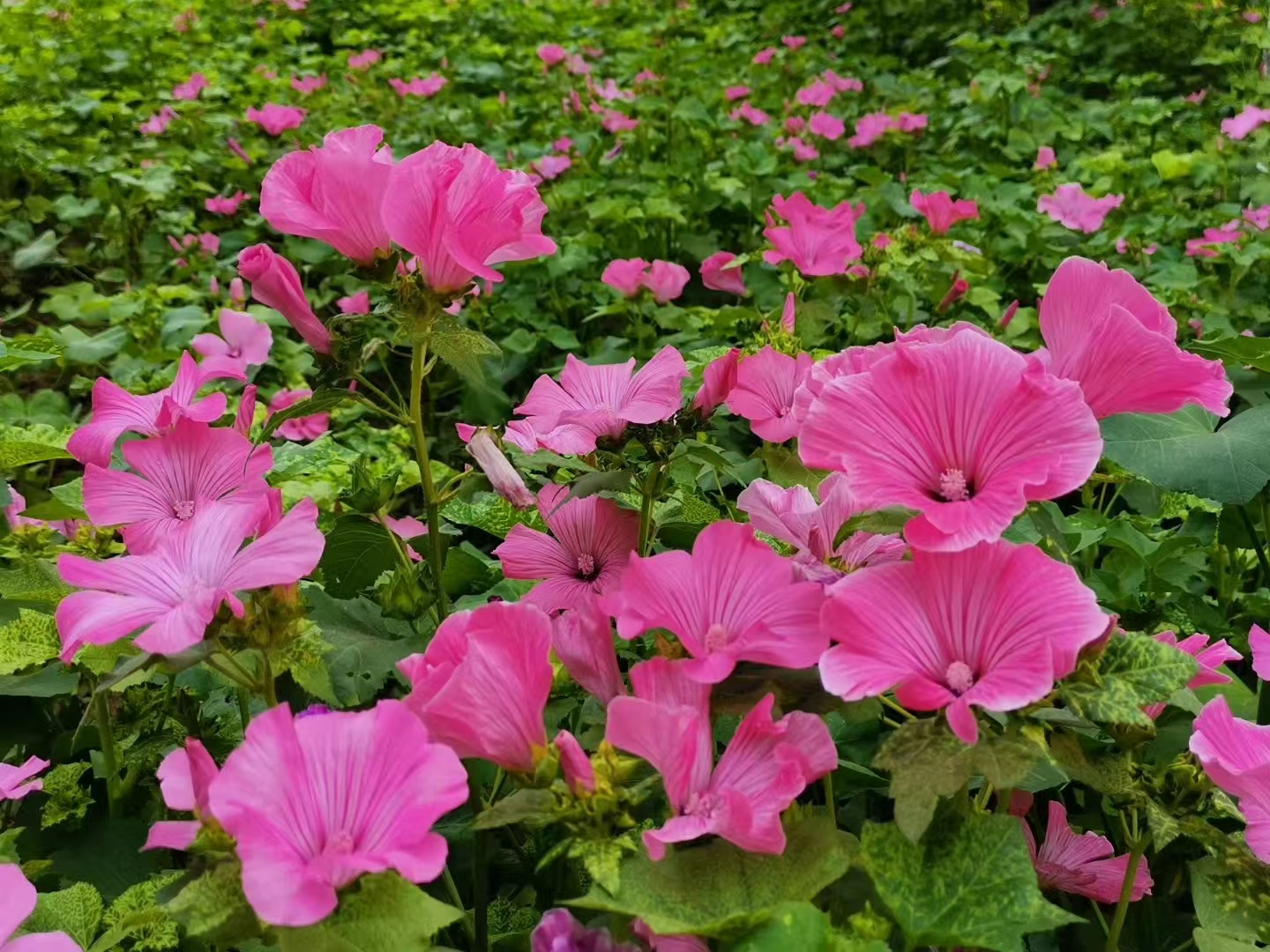 image_1779244120099.jpg