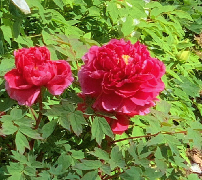 IMG_7323.jpeg