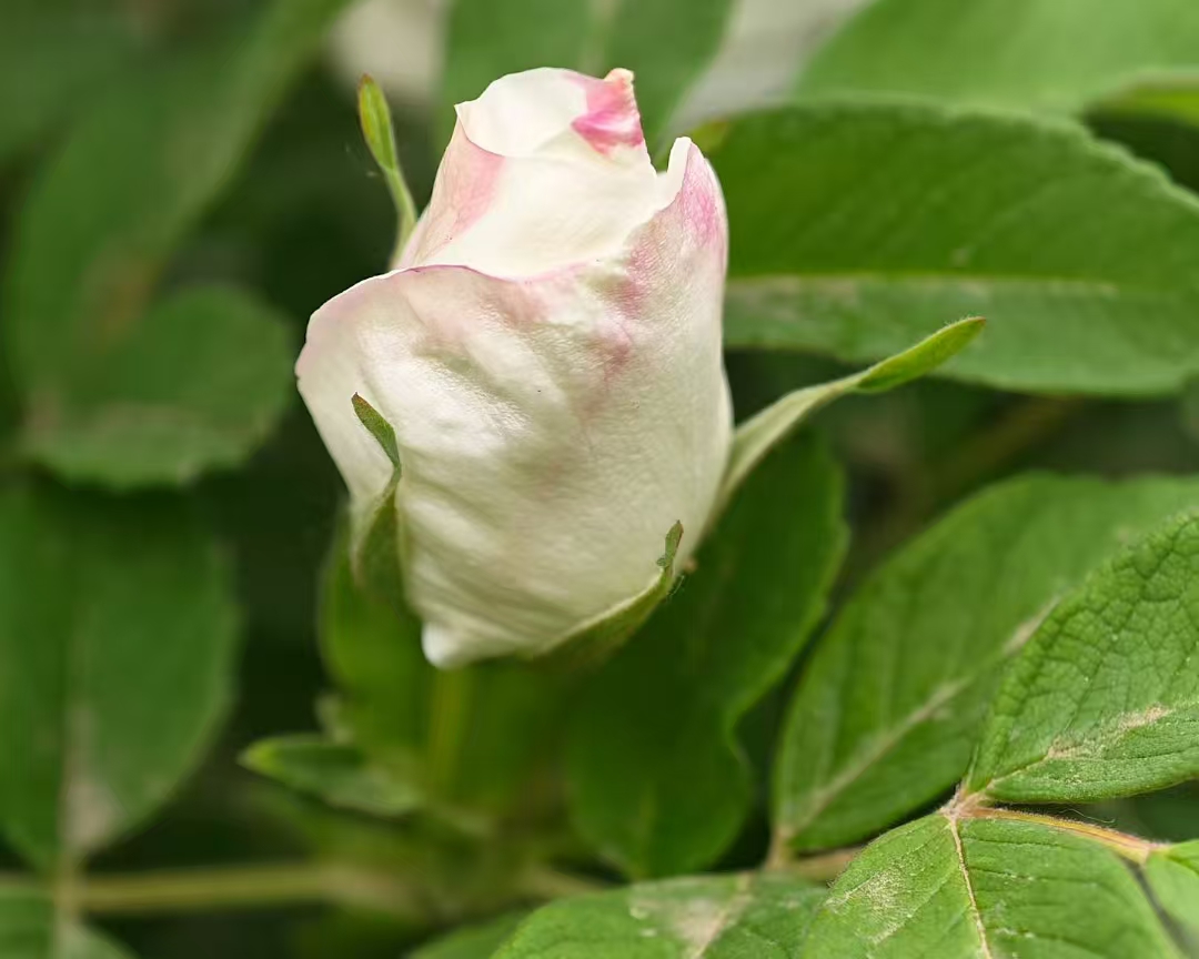 image_1779347104415.jpg