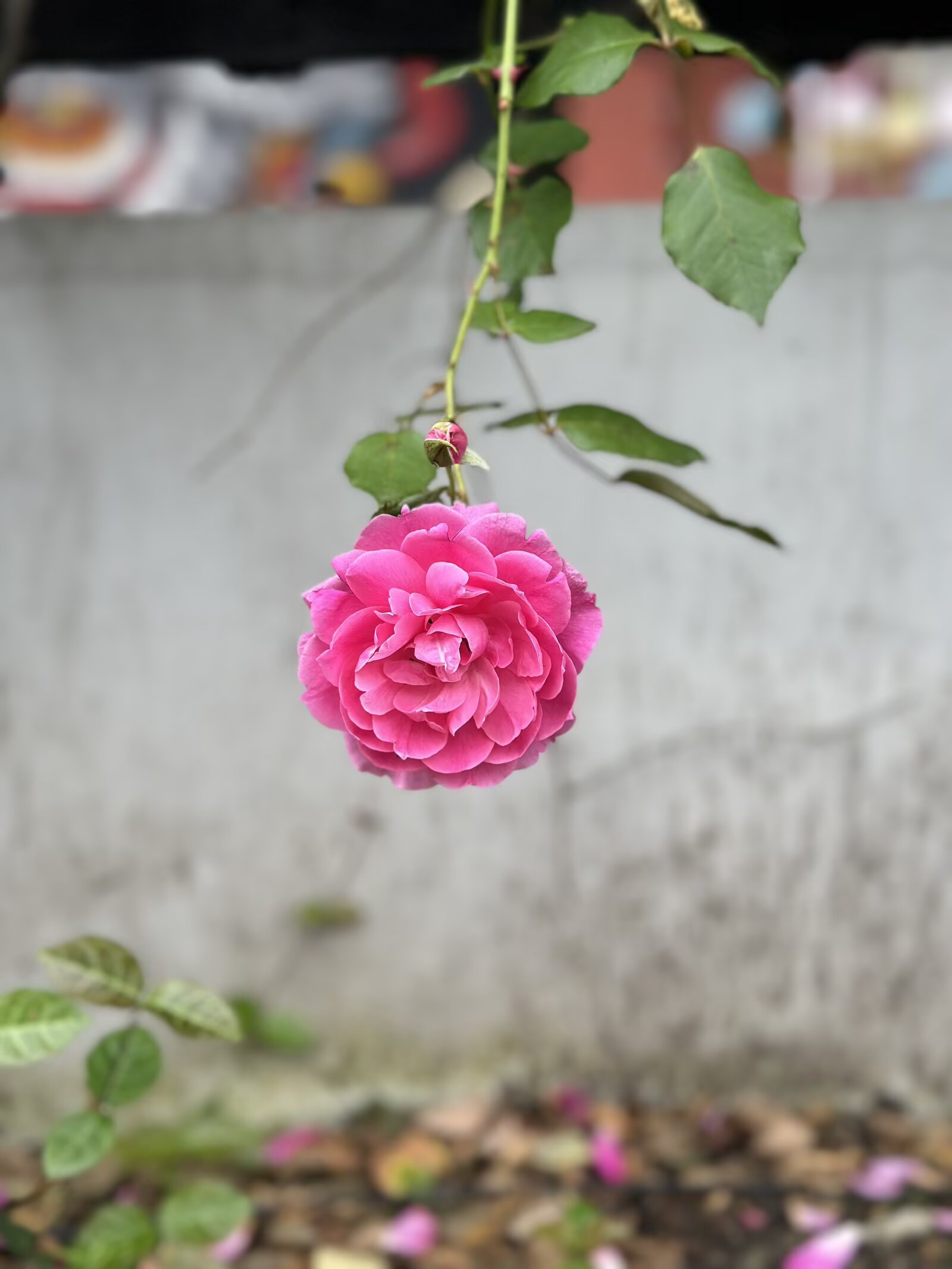 IMG_1524.jpeg