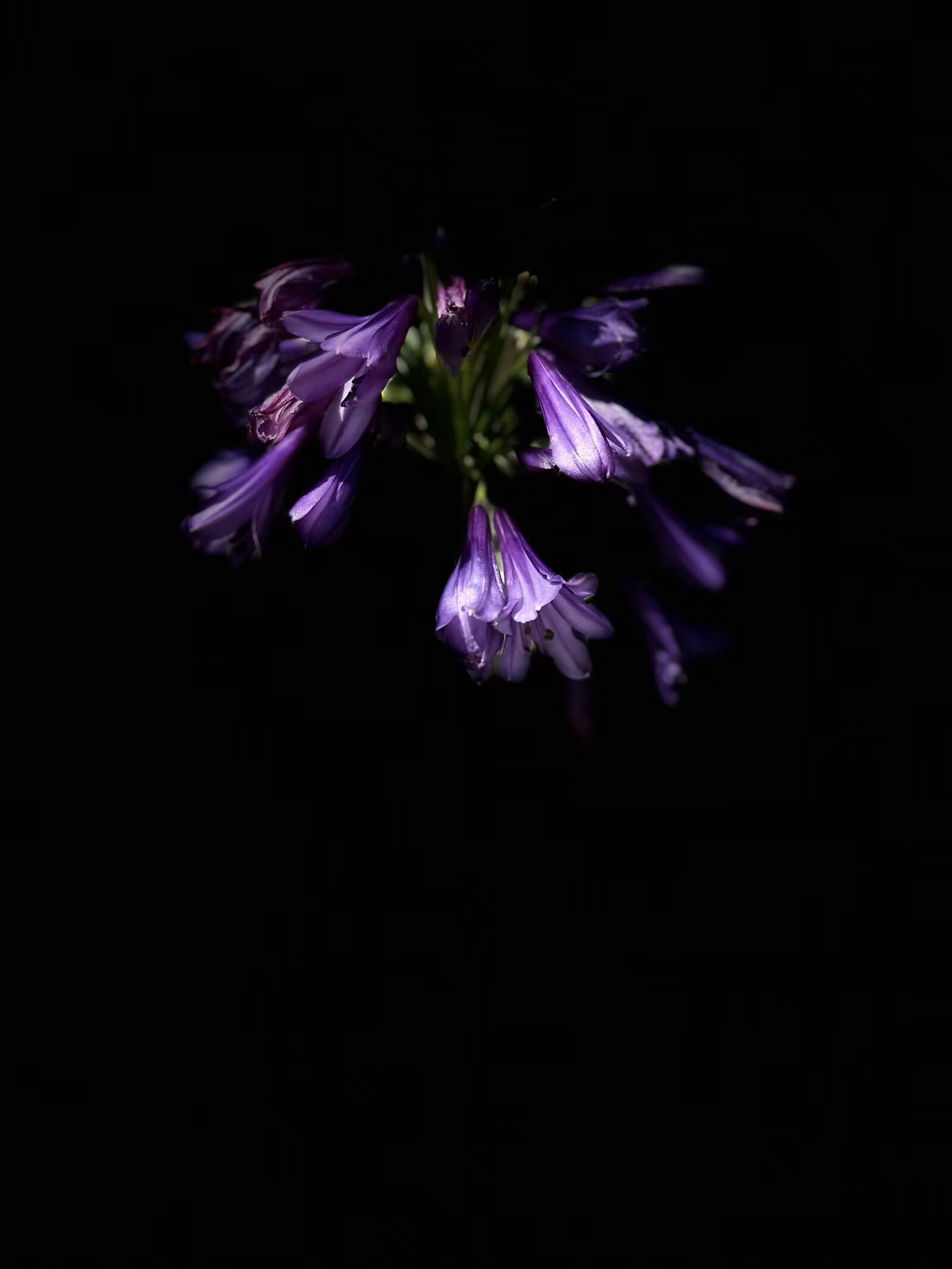 IMG_1530.jpeg