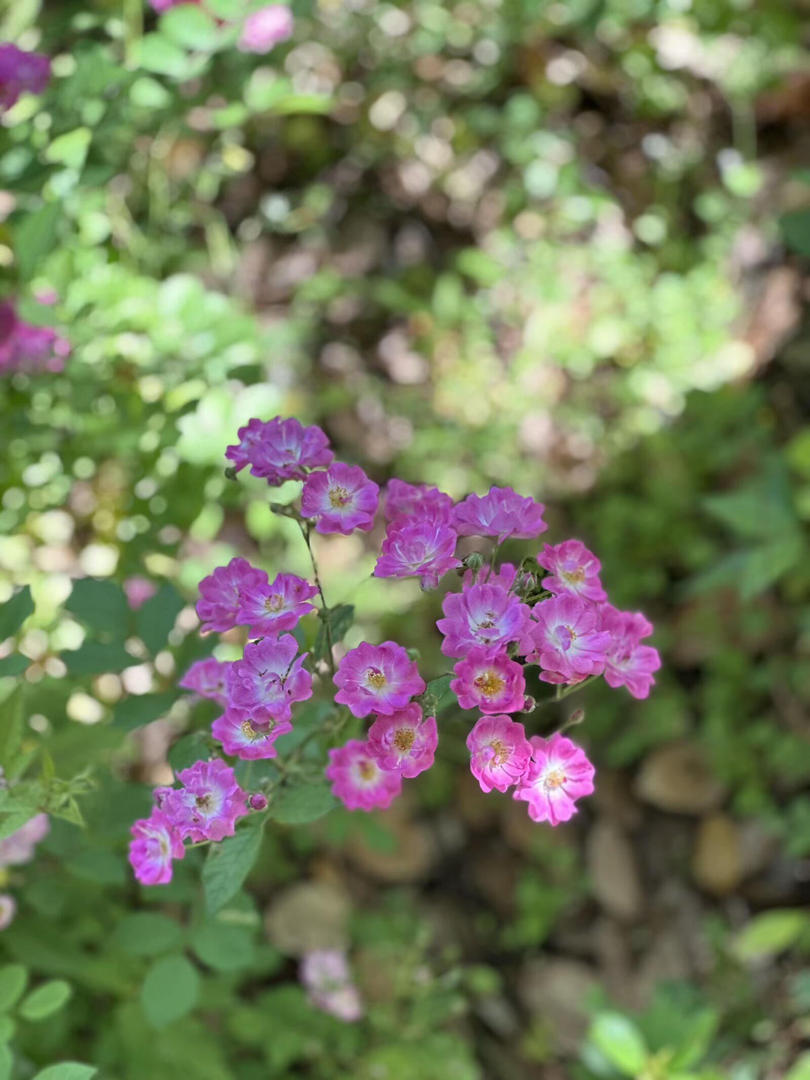 IMG_1535.jpeg