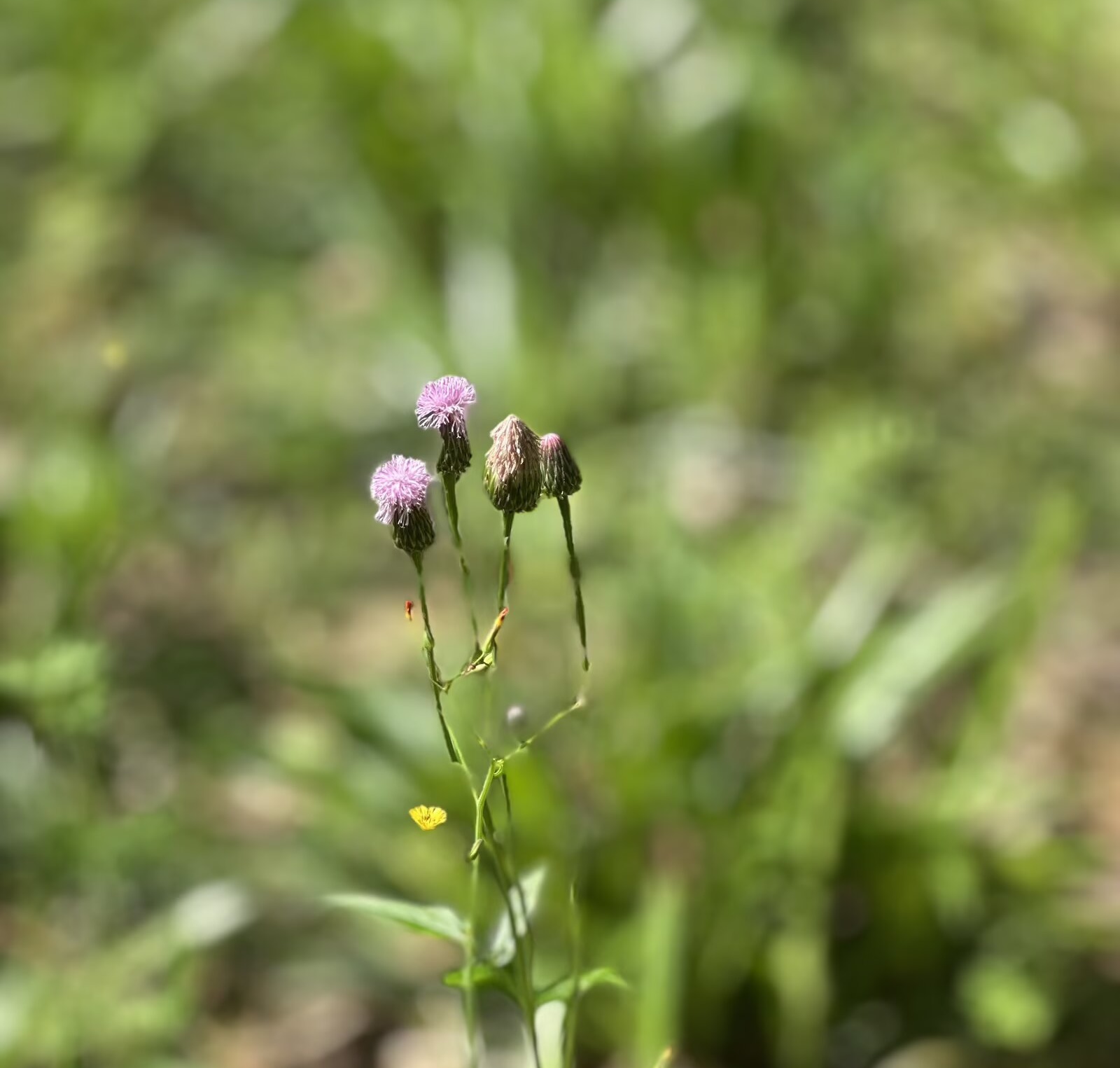 IMG_1525.jpeg
